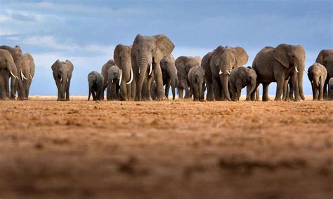 The status of African elephants | Magazine Articles | WWF