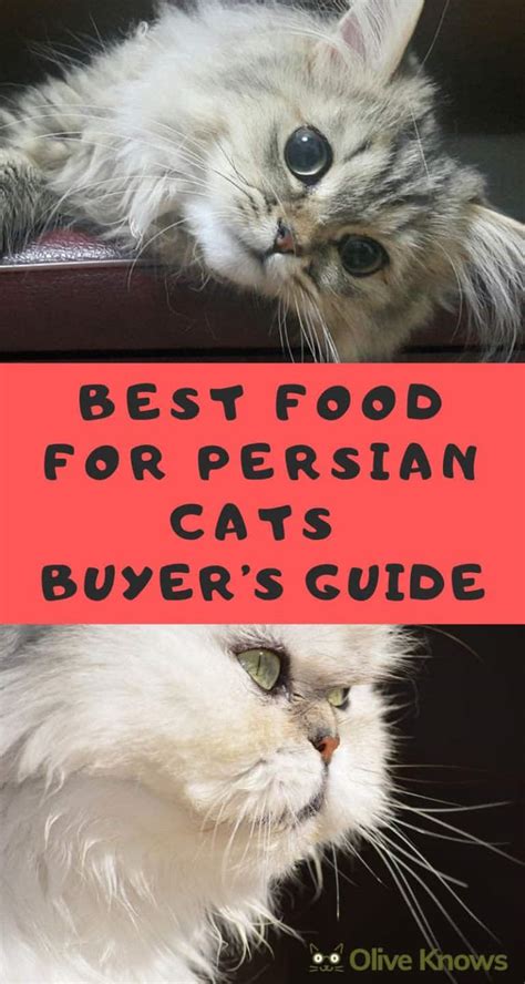 Best Food for Persian Cats Buyer's Guide - OliveKnows