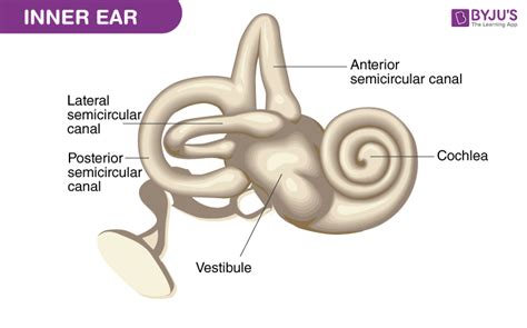 Inner Ear - Diagram and Description