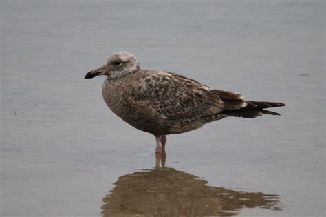 To Behold the Beauty: Gulls