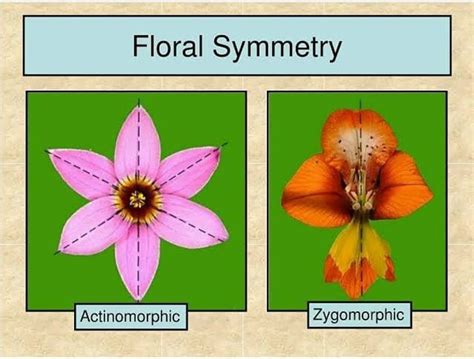 LOOK AT THE SYMMETRY OF FLOWER.... - Department Of Botany | Facebook