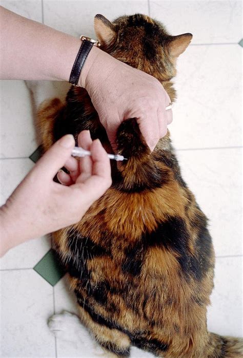 How Much Does Cat Insulin Cost? - Spend On Pet