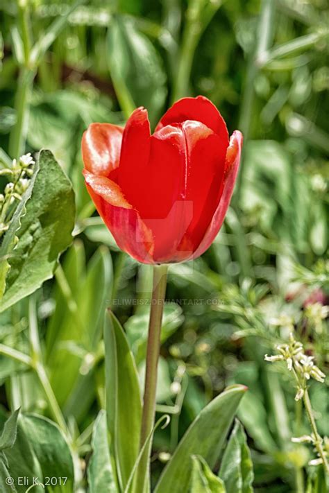 Tulip, Botanical Garden, Jerusalem by Eliweisz on DeviantArt