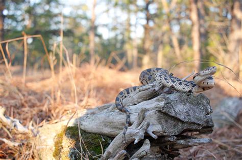 Reptiles and Amphibians - JOHN GARRISON WILDLIFE PHOTOGRAPHY