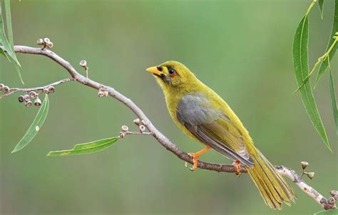 Bell Miner or Bellbird endemic to Australia Australian Animals, Birdy ...