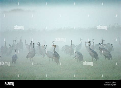 Common Crane Stock Photo - Alamy