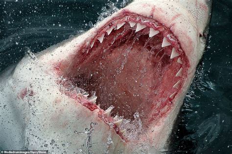 The Jaws of death: Great white shark captured in terrifying close-up ...