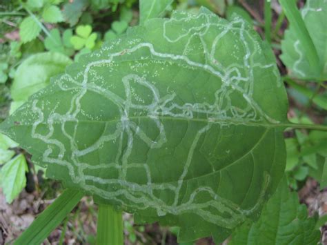 Leaf Miner: An Artist's Journey