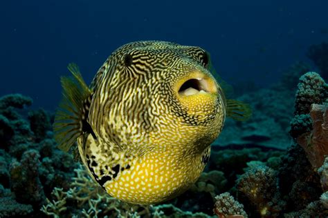 Pufferfish and Human Teeth Come From the Same Genetic Code - Atlas Obscura