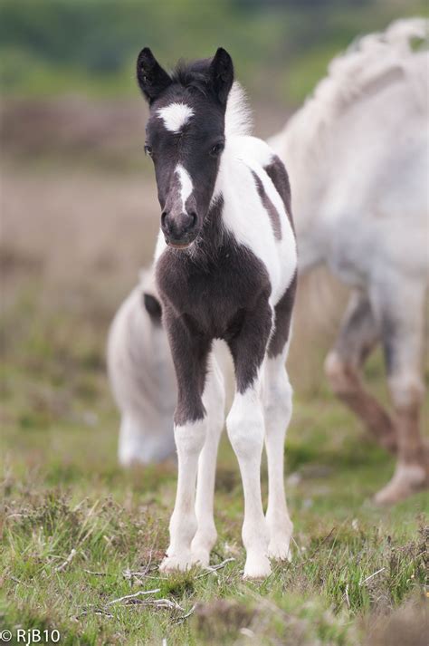 New Forest Foal | Baby horses, Cute horses, Animals beautiful