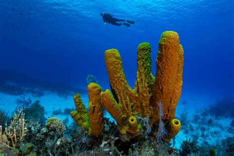 Largest haul of new flesh-eating deepsea sponges found in Australia ...