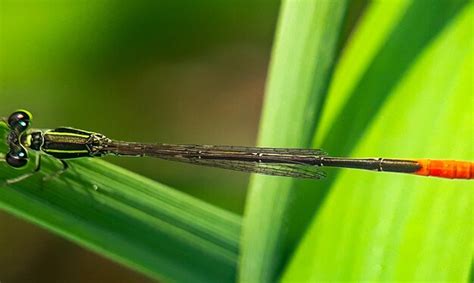 Premium Photo | Close-up of caterpillar on leaf