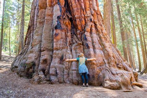 Sequoia National Park | 10/59 – Our Vie