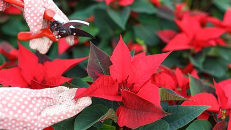 How to care for a poinsettia in 6 simple steps | Tom's Guide