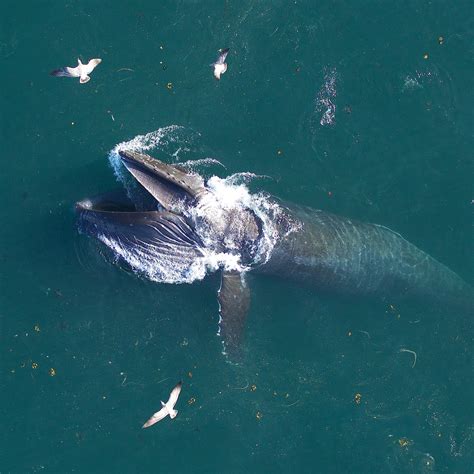 Blue Whales Eating Krill