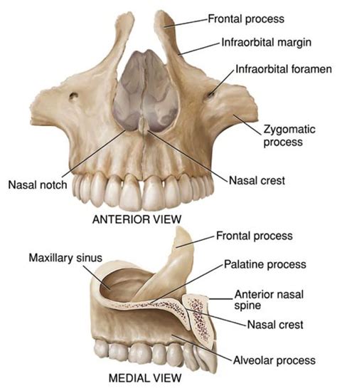 medialview of the maxilla - Google Search | Anatomy and Physiology for ...