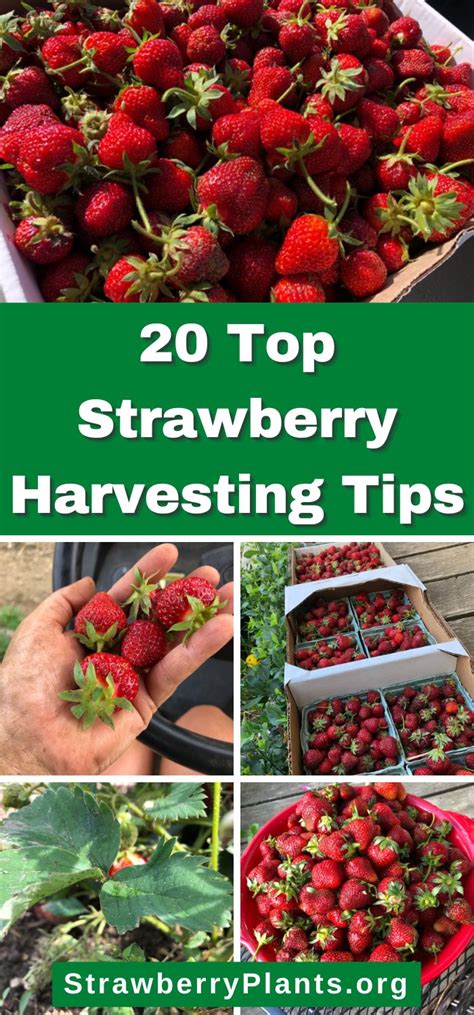 20 Top Strawberry Harvesting Tips – Strawberry Plants