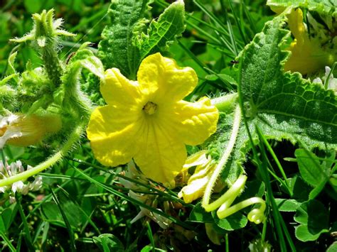 How To Pollinate Cucumbers