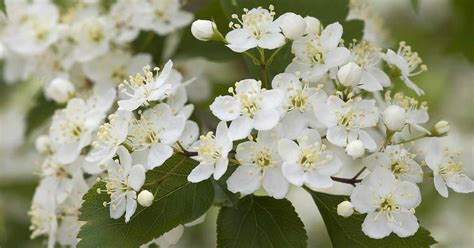 How to Grow and Care for Hawthorn Trees | Gardener’s Path