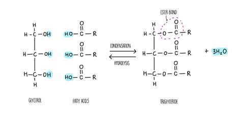 Biological Molecules (A Level) — the science hive