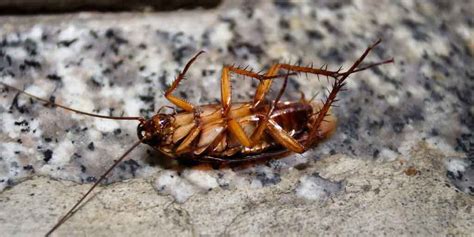 DSR Pest Management's quick tips for dealing with a roach infestation