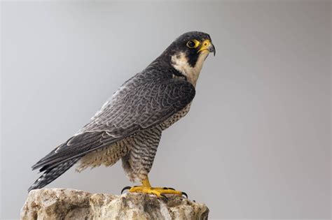 Falcon Images: Peregrine Falcon For Sale Canada