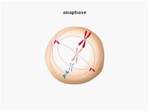 Mitosis Phases Animation