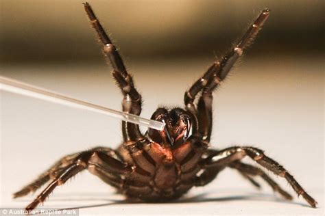 Sydney Funnel Web Spiders: Aggressive and Capable of Inflicting a ...