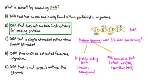 Question Video: Defining the Term “Noncoding DNA” | Nagwa