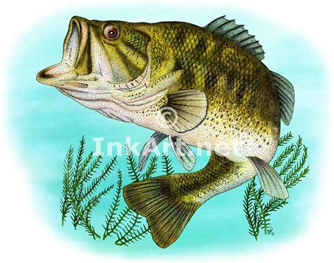 Large Mouth Bass Drawing at GetDrawings | Free download