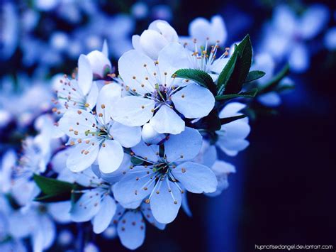 Blue cherry blossom by HypnotisedAngel | Cherry blossom wallpaper, Blue ...