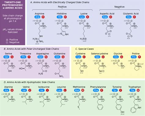 Amino Acid Chart | ChemTalk