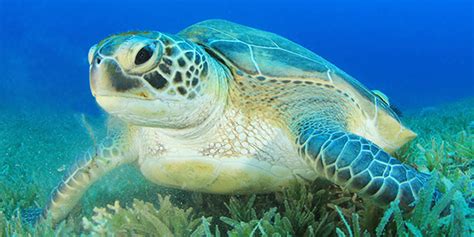 What is a Green Sea Turtle? | Facts for Kids | Twinkl