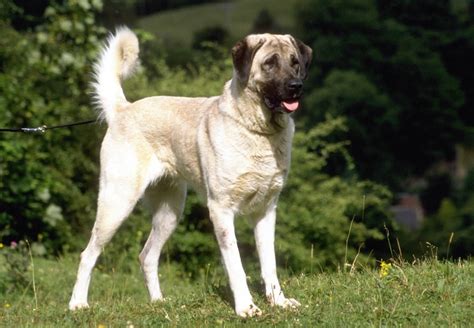 Are Anatolian And Kangal Shepherds The Same Breed