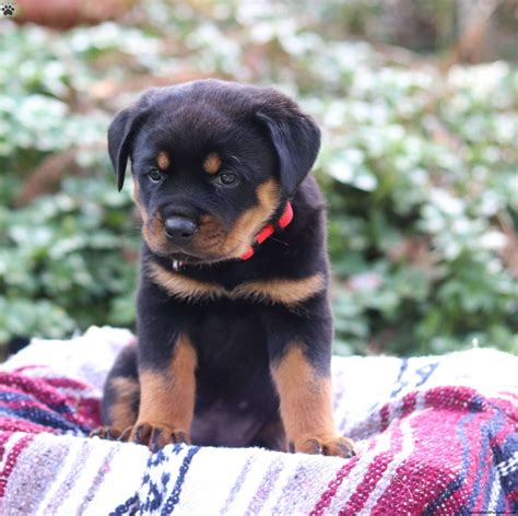 Rottweiler Dog Breed Information, Images, Characteristics, Health