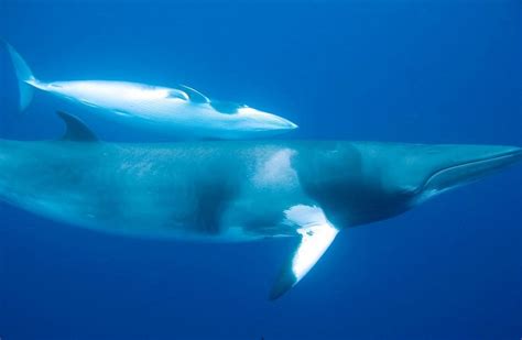 Minke Whale Facts, Habitat, Diet, Life Cycle, Baby, Pictures