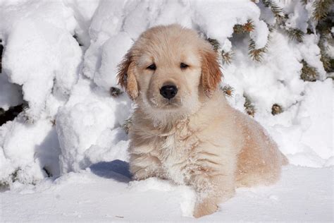 Golden Retriever Puppy Sitting In Snow, Illinois, Usa Photograph by ...