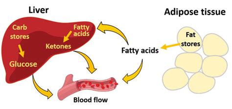 Keto Diet and Intermittent Fasting | Brett Elliott