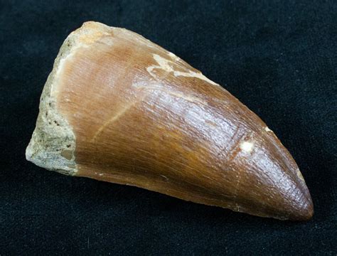 Massive 2.7" Mosasaur Tooth - Cretaceous Reptile For Sale (#7738 ...