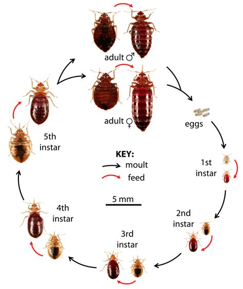 Life Cycle - Bed Bug FoundationBed Bug Foundation