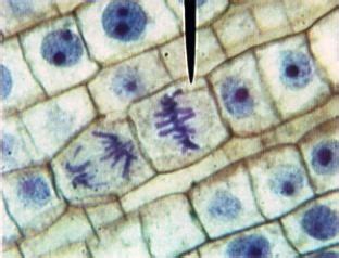 metaphase | Mitosis, Cell biology, 6th grade science