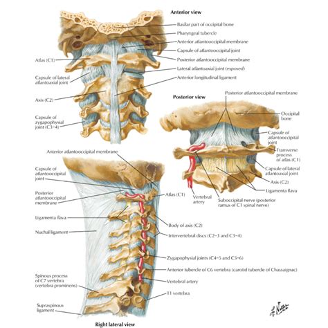 Atlanto Occipital Joint - slidesharetrick