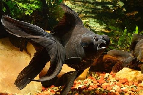 Black Moor Goldfish Info with Care Details and Pictures