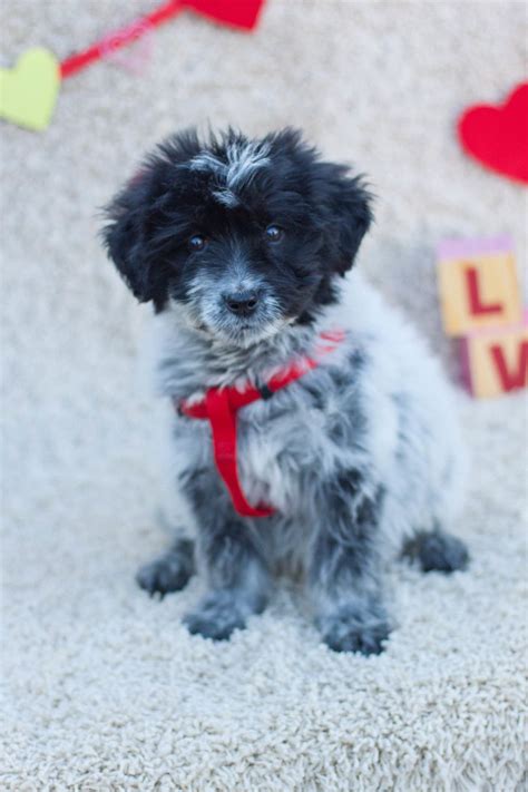 Poodle portugués water dog mix | Poodle mix dogs, Portuguese water dog ...