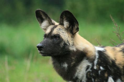 African Wild Dog Wallpapers - Wallpaper Cave