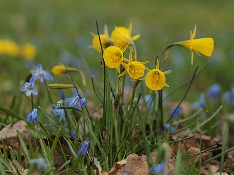 Miniature Daffodils: Growing and Garden Design Tips - Horticulture