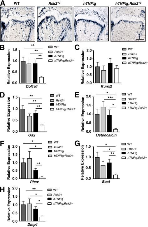 Expression of osteoblast and osteocyte markers in long bones of ...