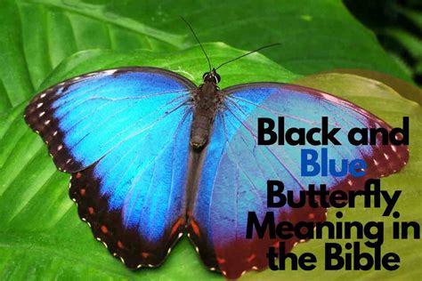 Black And Blue Butterfly Meaning In The Bible