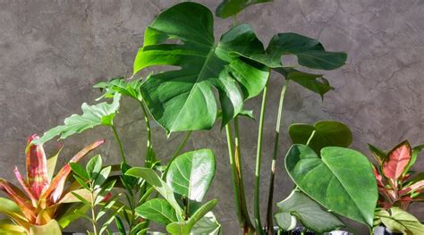 21 Indoor Plants With Extremely Large Leaves