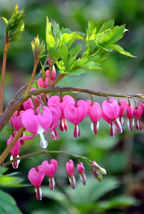 Dicentra spectabilis | chestercountyramblings